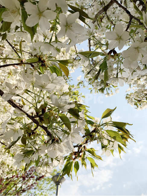 벚꽃,봄꽃,꽃,햇빛,햇살,하늘,구름,자연,봄,나무,봄,계절,spring,season,식물,자연,plants,nature,꽃,flower,plant