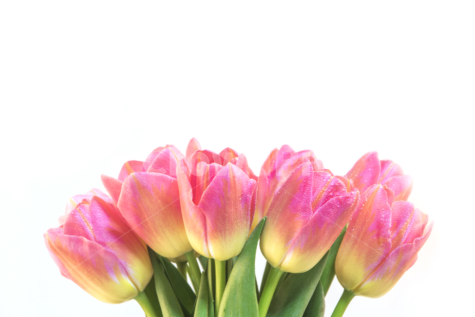 튤립,꽃,꽃잎,봄날,분홍,화사한,기념일,세일,봄,이벤트,시즌,할인,행사,사랑,컨셉,꽃,flower