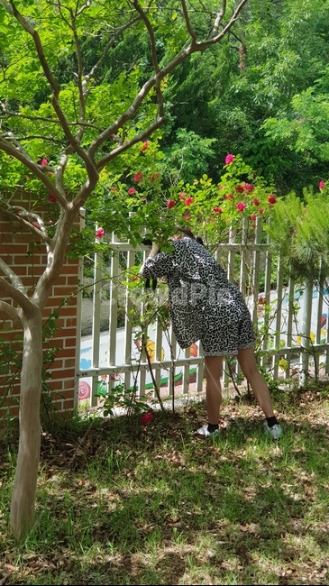 장미,사진찍는사람,뒷모습,사람뒷모습,사진작가흉내,풀,잔디,5월