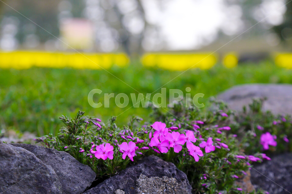 봄,봄날,분홍,꽃,spring,식물,봄,계절,spring,season,식물,자연,plants,nature,꽃,flower,geranium,제라늄,plant,blossom
