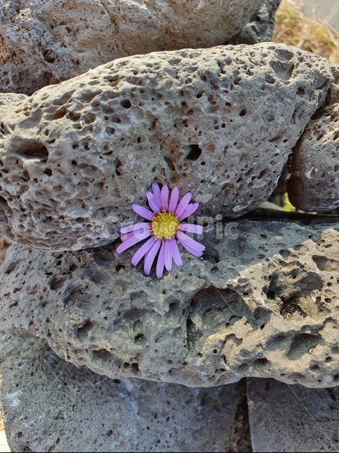 식물,돌,제주,현무암,꽃,식물,자연,plants,nature,꽃,flower