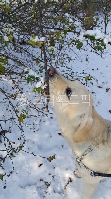 강아지,눈,동물,자연과동물,눈오는날