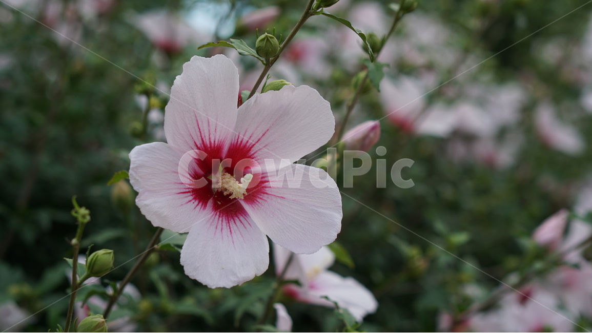 꽃,무궁화,대한민국,식물,자연,식물,자연,plants,nature,꽃,flower