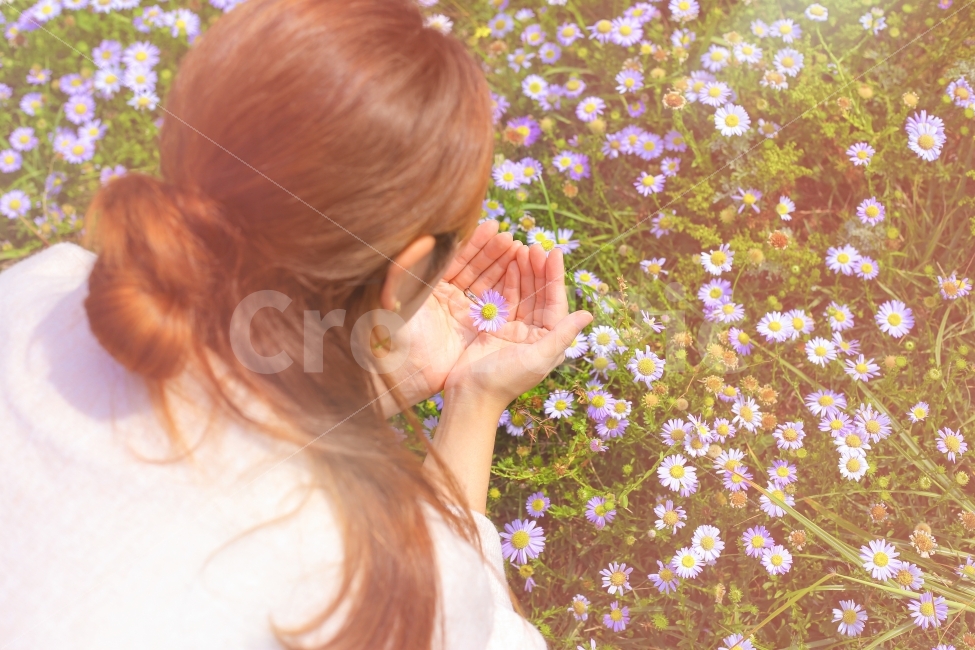 자연,꽃,가을,하늘,제주,제주도,제주여행,여행,힐링,평화,평온,안정,색감,fall,nature,감성,감성사진,풀,바람,햇살,몽환,제주오름,산,소녀,사람,개인,여자,손,머리스타일,머리,헤어,뒷모습,식물,자연,plants,nature,꽃,flower,사람,인물,인간,human,person,여성,여자,woman,female,lady,감성,sensible,feeling