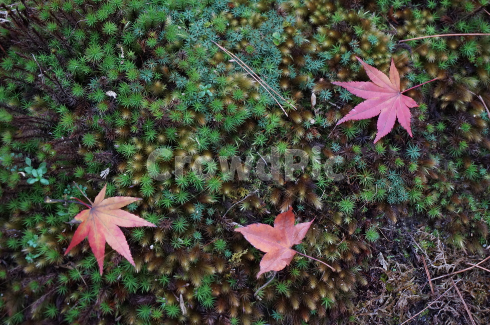 빨간단풍,단풍,빨간,가을,자연,nature,가을,계절,fall,autumn,season,plant,식물,leaf,잎,tree,나무,maple,maple leaf,단풍잎