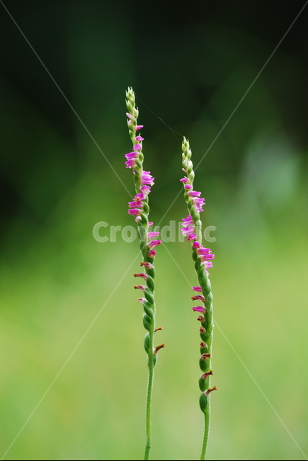 야생화,감성,타래난초,들꽃,접사,마크로,클로즈업,macro,closeup,flowers,나란히,나선형,자연,nature,여름꽃,분홍색꽃,그린,초록,토종,아름다운,예쁜,작은,식물,자연,plants,nature,꽃,flower