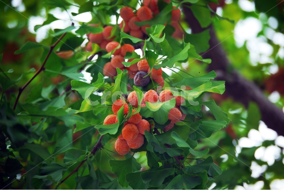 은행,나무,은행나무,약용식물,혈액순환,여름,식물,자연,plants,nature,과일,열매,fruit