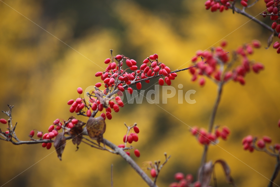 산수유,열매,가을,약용식물,japanesecorneliancherry,식물,자연,plants,nature,과일,열매,fruit