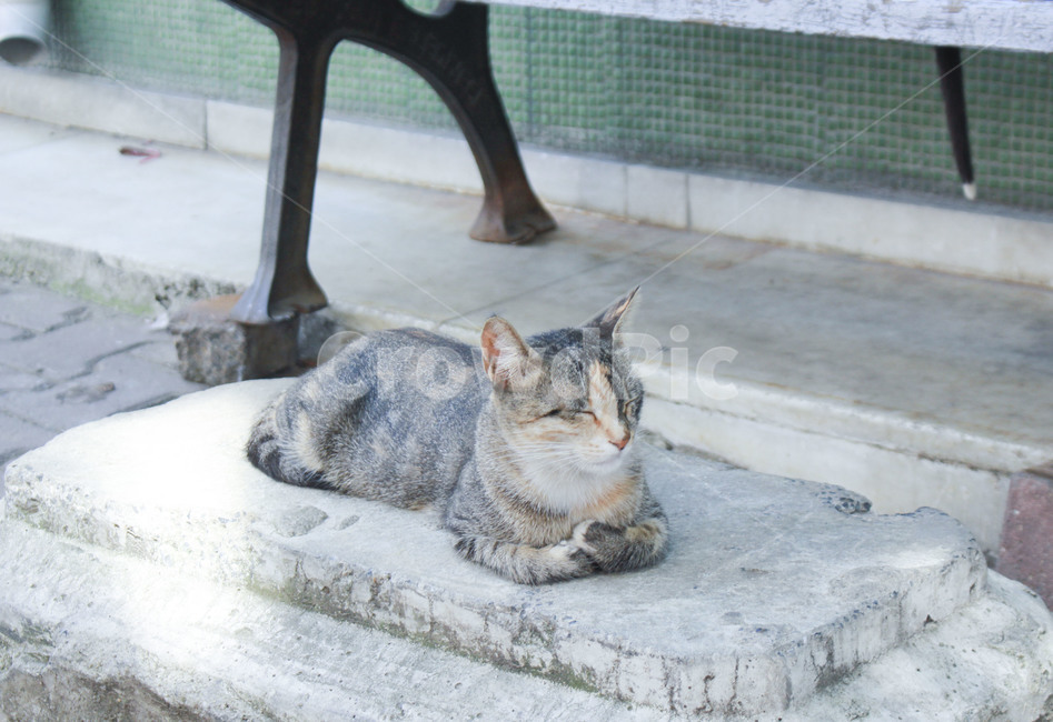 동물,고양이,감성,포유류,길냥이,동물,animal,포유류,mammal,고양이,cat,kitten,kitty