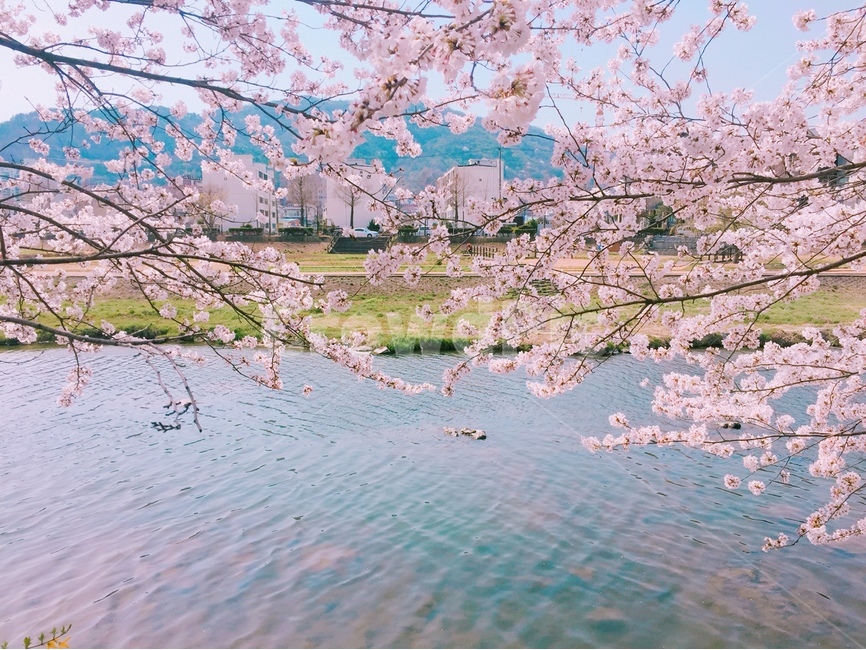 풍경,봄,강,하천,벚꽃,꽃,나무,피크닉,소품,봄,계절,spring,season,식물,자연,plants,nature,꽃,flower,plant,blossom,cherry blossom