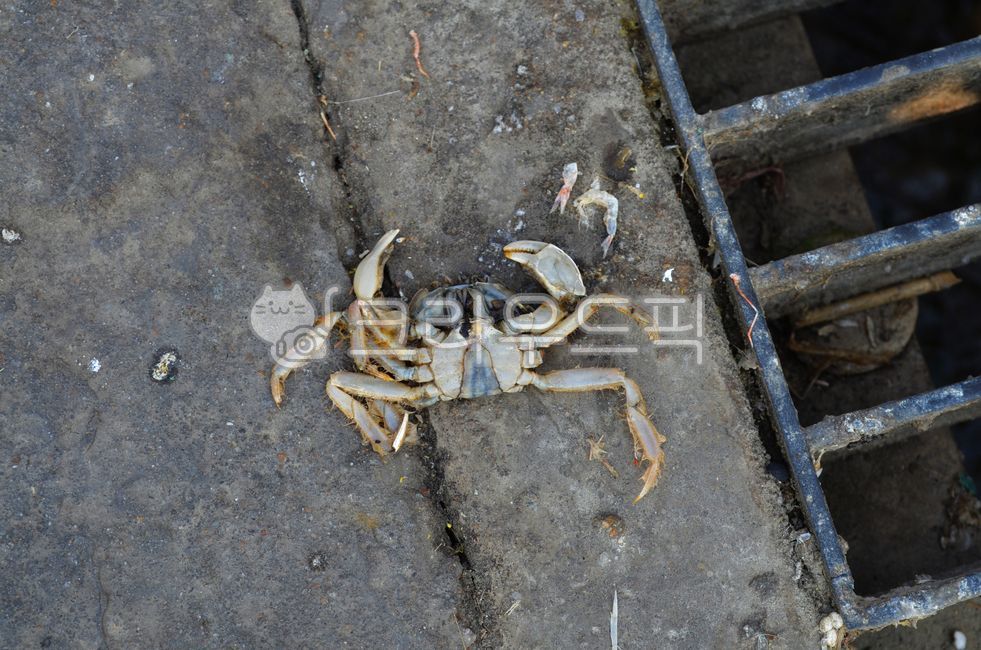 seafood,shellfish,nature,sewer,animal,crab,marine life