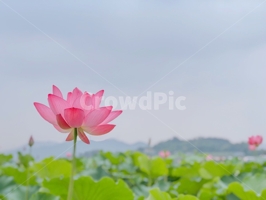 연꽃,자연,여름,꽃,lotus