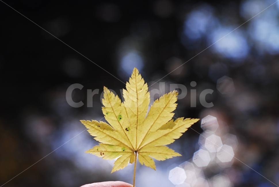 단풍잎,노란단풍,가을,가을풍경,fall,계절,가을,계절,fall,autumn,season,식물,자연,plants,nature,감성,sensible,feeling,plant,leaf,잎,tree,나무