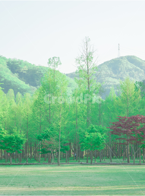 자연,풍경,감성,nature,scenery,landscape,자연,풍경,nature,landscape,감성,sensible,feeling,tree,나무,plant,식물,outdoors,옥외