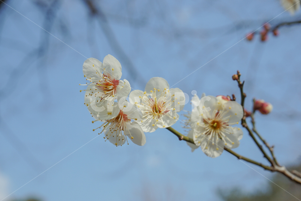 매화,매실나무,봄꽃,식물,꽃,flower,흰색,봄,계절,spring,season,식물,자연,plants,nature,꽃,flower,plant