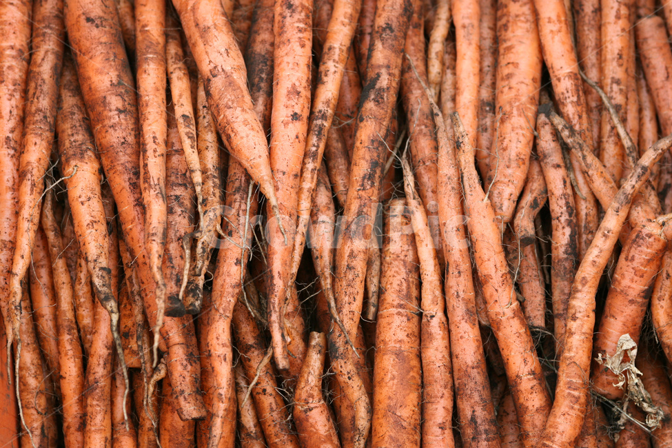 야채,당근,다이어트,건강,유기농,제주,농장,자연,carrot,carrots,food,vegetable,fresh,orange,bunch,organic,healthy,vegetables,green,raw,isolated,root,agriculture,garden,diet,market,vegetarian,leaf,white,harvest,vitamin,ripe,nature,carrotcarrot,farm,closeup,color,colorful,country,diete,cofarmer,farmersmarket,farming,background,greenhealthhealthyfoodshealthylifehealthylifestylehealthylifestylebackground,jejuisland,jejukorea,natural,naturelandscape,nutrition,organicbackground,organicfarm,음식,식재료,요리,food,cook,meal,dishes,food reserves,채소,야채,vegetables,산업,industry,industrial,농업,농사,agriculture,farming,farming industry