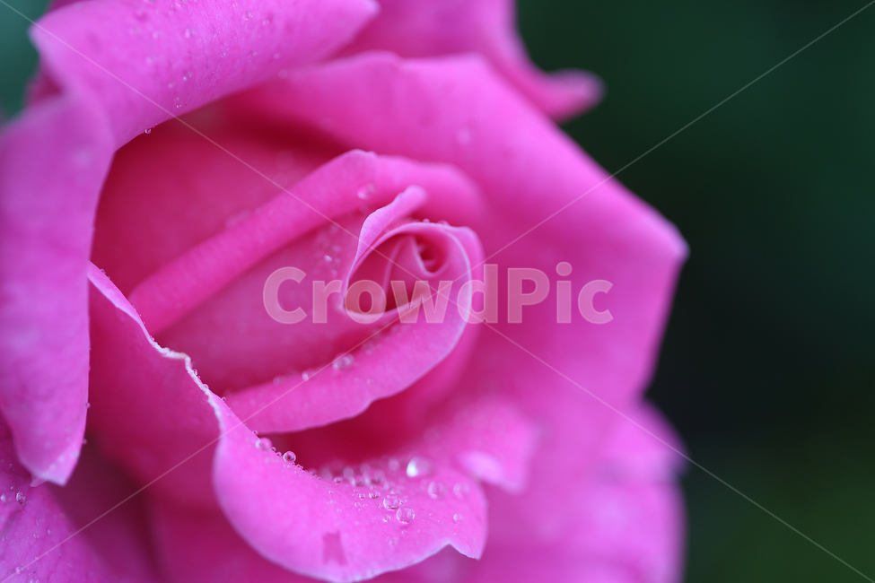 꽃,장미,빗방울,flower,rose,raindrop,식물,자연,plants,nature,꽃,flower