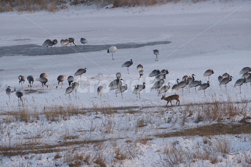 두루미,단정학,철원,한탄강,조류,겨울,계절,winter,season,동물,animal,조류,새,birds