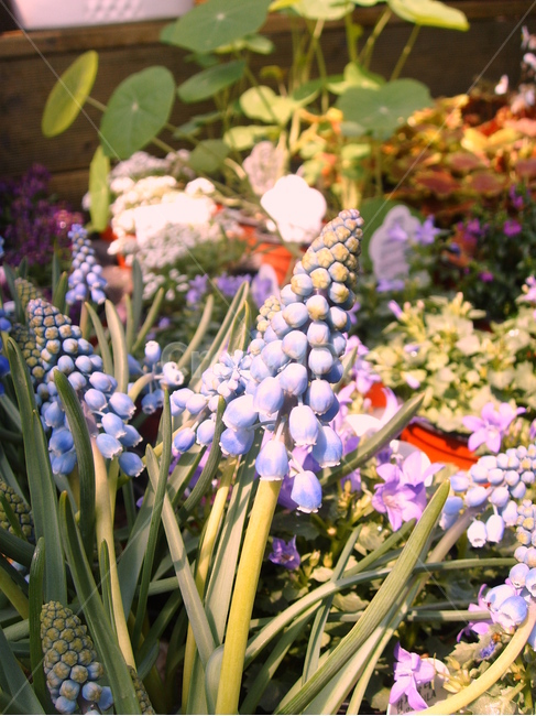 plant,식물,flower,blossom,꽃