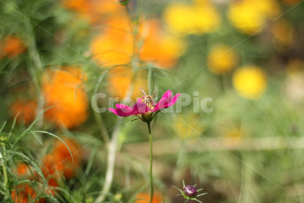 꿀벌,코스모스,꽃잎,꽃,식물,flower,식물,자연,plants,nature,꽃,flower