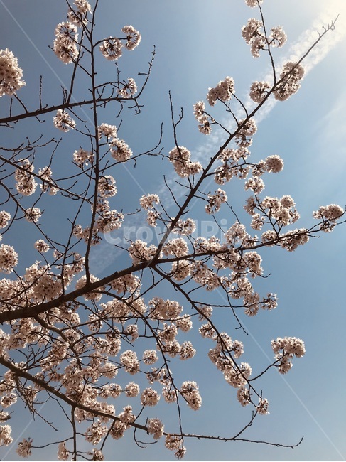 cherryblossom,식물,꽃,벚꽃,flower