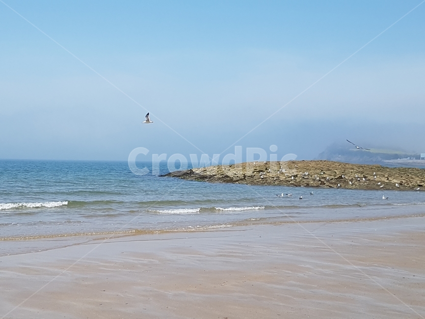 바다,안개,해변,갈매기,파도,자연,풍경,nature,landscape,해변,바다,beach,sea,outdoors,옥외,water,물,ocean,대양,shoreline,해안선