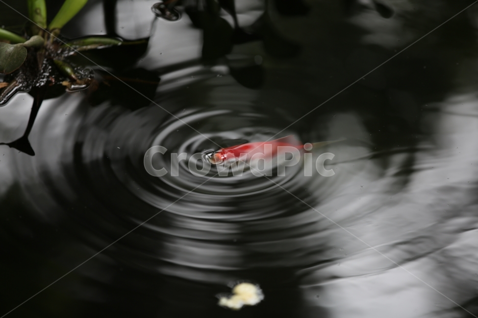 금붕어,연못,수면호흡,빨간금붕어,수면,동물,animal,어류,물고기,fish
