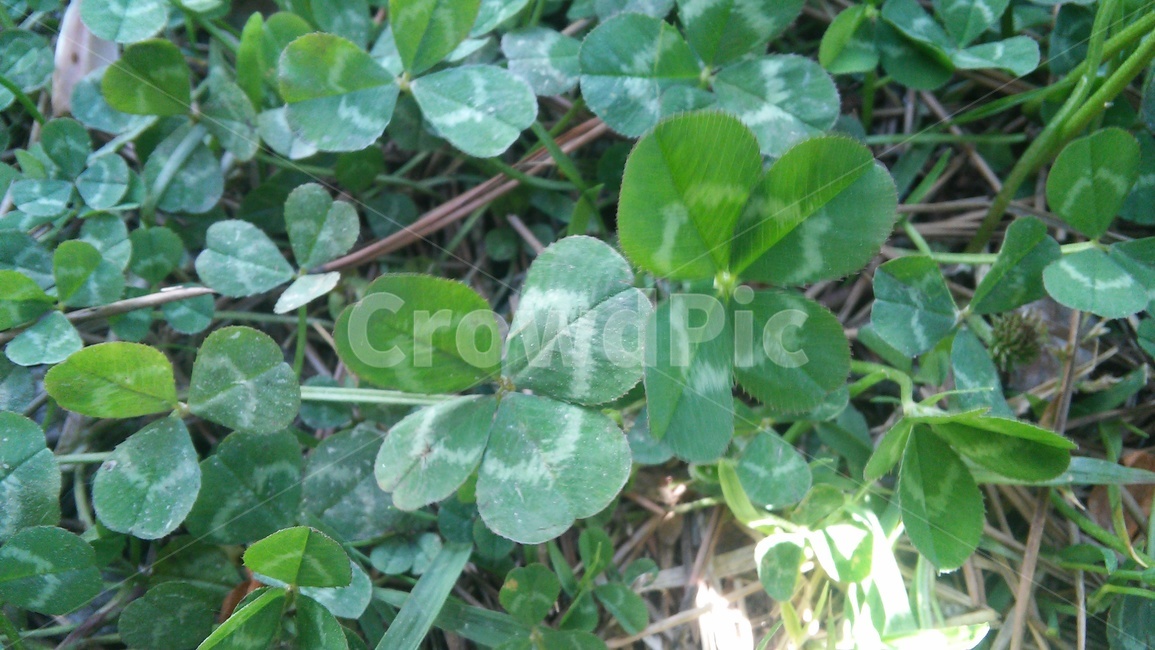 네잎클로버,행운,leaf,잎,plant,식물,식물,자연,plants,nature