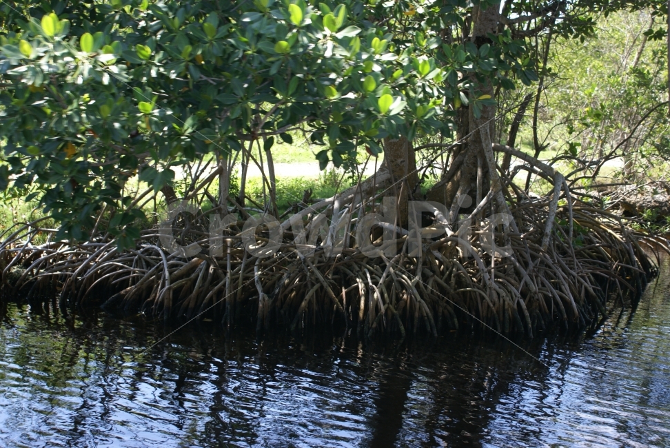 강,나무,뿌리,확고함,신비함,자연,풍경,nature,landscape,root,plant,식물