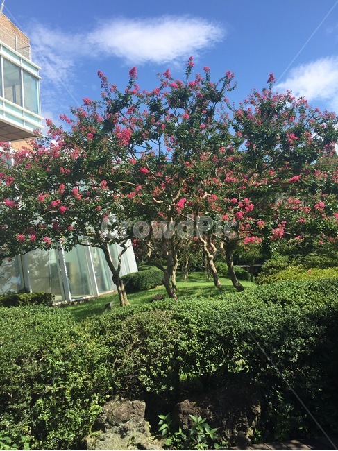 제주도,나무,꽃,자연,구름,하늘,tree,여름,낮,오전,자연,풍경,nature,landscape,garden,정원,outdoors,옥외,arbour,정자