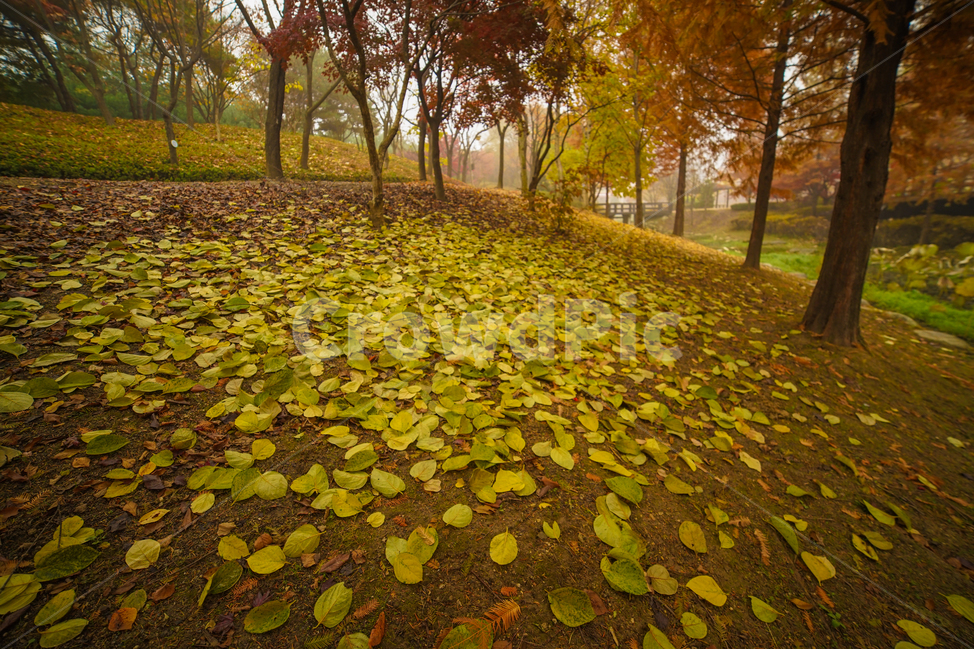 낙엽,단풍,잎,잎새,가을,나무,계절,공원,숲,가을,계절,fall,autumn,season,자연,풍경,nature,landscape,leaf,plant,식물,tree,ground,바닥,tree trunk,나무 줄기