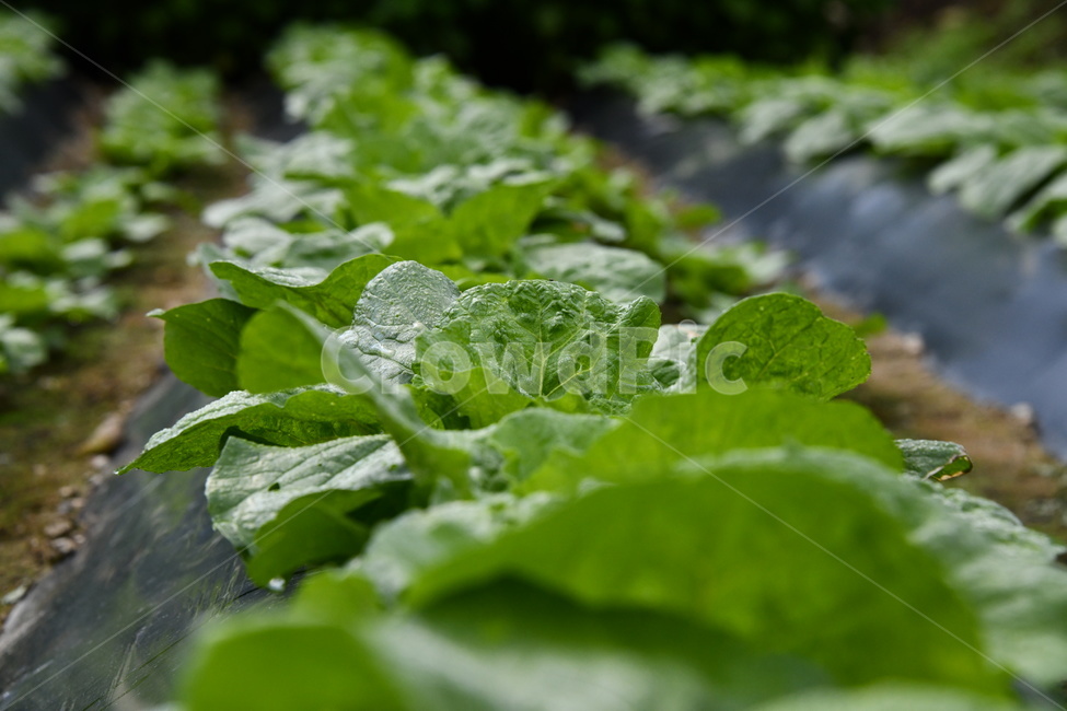 식물,배추,초록,밭,음식,plant,농업,농사,agriculture,farming,farming industry