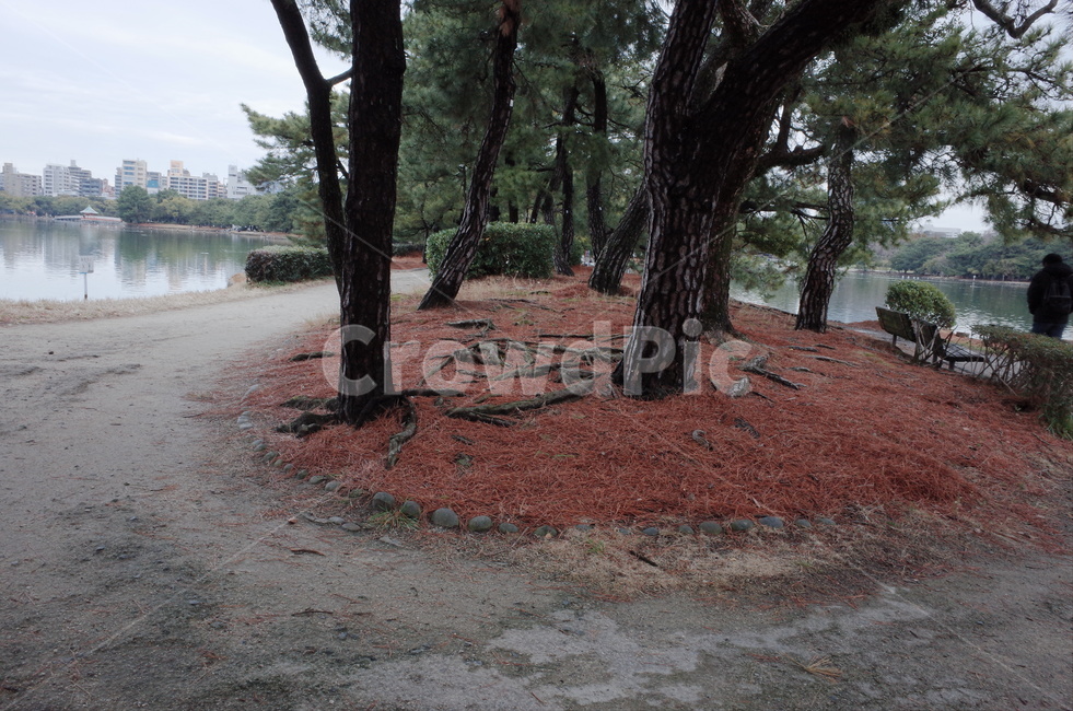 tree,나무,plant,식물,treetrunk,나무줄기,person,사람,human,인간