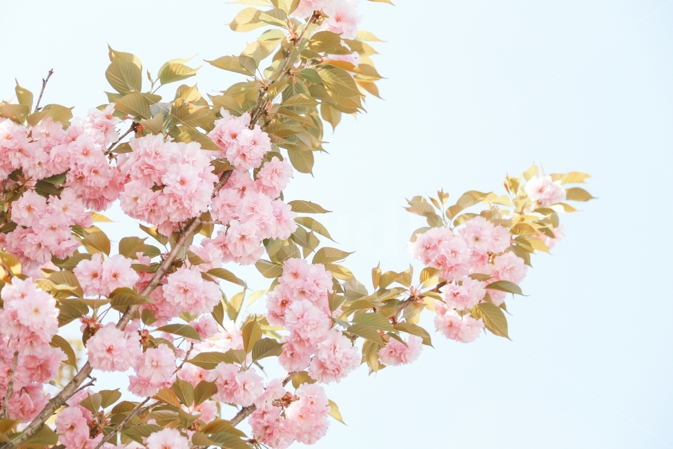 봄,벚꽃,겹벚꽃,감성,일상,풍경,자연,꽃,식물,자연,plants,nature,봄,계절,spring,season,꽃,flower,plant,blossom