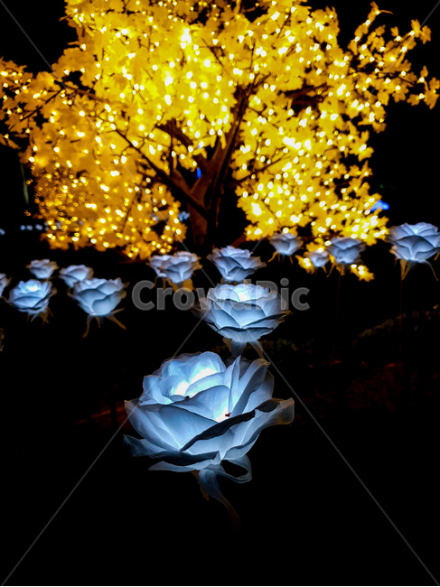 빛,조화,장식,공원,꽃,야경,야경,밤,풍경,nightscape,night,landscape,식물,자연,plants,nature,꽃,flower,plant