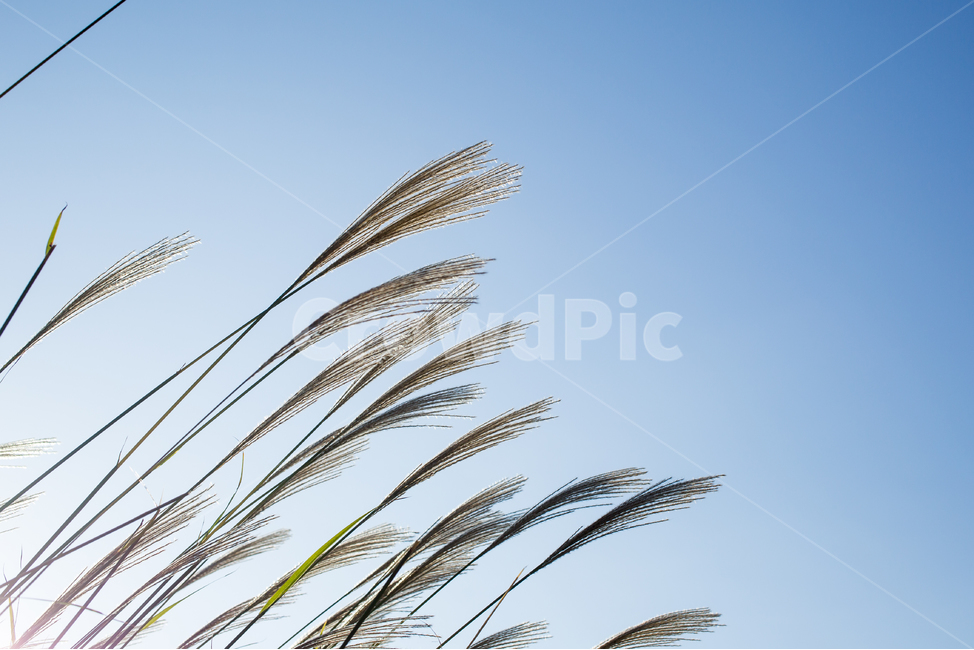 억새,자연,식물,하늘,plant,식물,자연,plants,nature