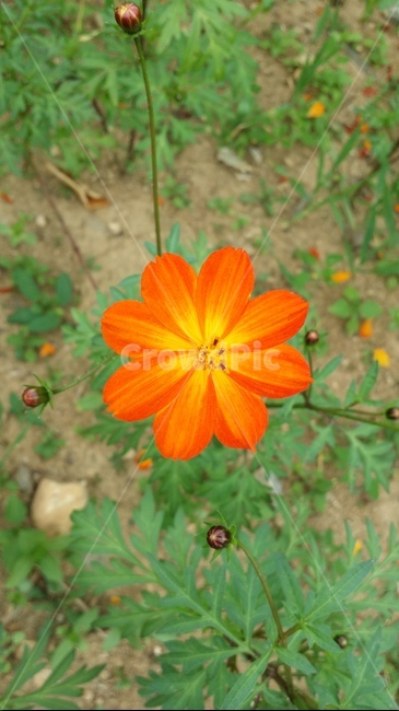 plant,식물,꽃,flower,코스모스,식물,자연,plants,nature,꽃,flower