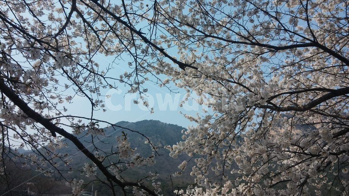 벚꽃,산,벚꽃나무,나무,벚꽃잎