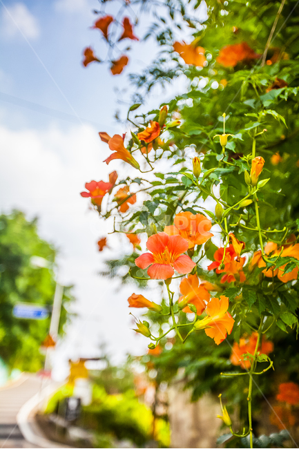 능소화,꽃,grandiflora,덩굴식물,금등화,식물,자연,plants,nature,꽃,flower