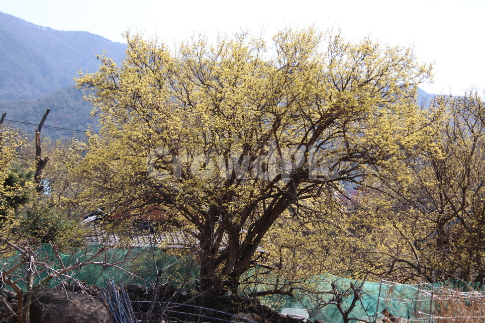 나무,꽃,산수유,봄,노란색,봄,계절,spring,season,자연,풍경,nature,landscape,tree,plant,식물,tree trunk,나무 줄기