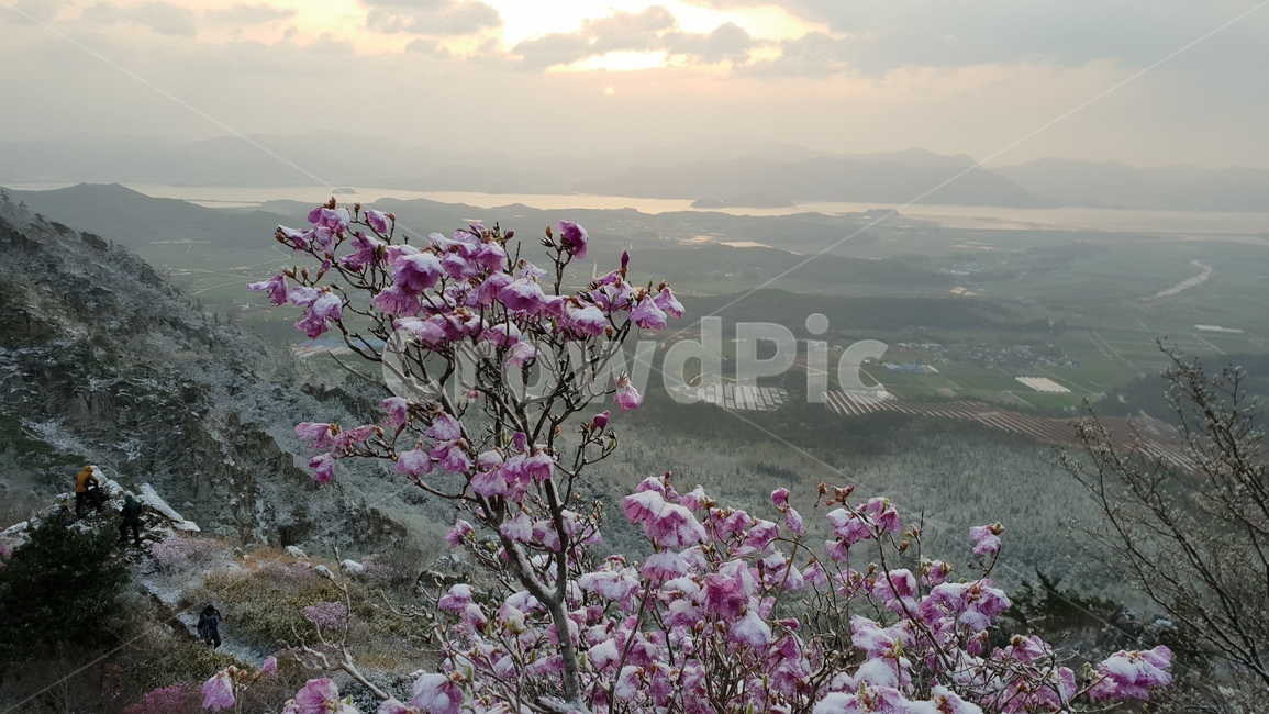 주작산,덕룡산,진달래,눈꽃,풍경,봄눈꽃,진달래눈꽃,산,자연,풍경,nature,landscape,plant,식물,flower,꽃,blossom