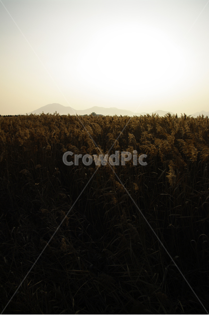 노을,풍경,갈대밭,갈대,식물,가을,계절,fall,autumn,season,자연,풍경,nature,landscape,grass,잔디,plant