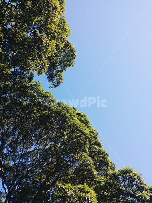 나무,하늘,tree,sky,풍경