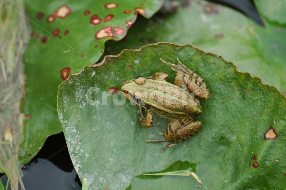 개구리,연못,파충류,꼬리,연잎,동물,animal,파충류,양서류,reptile,amphibian
