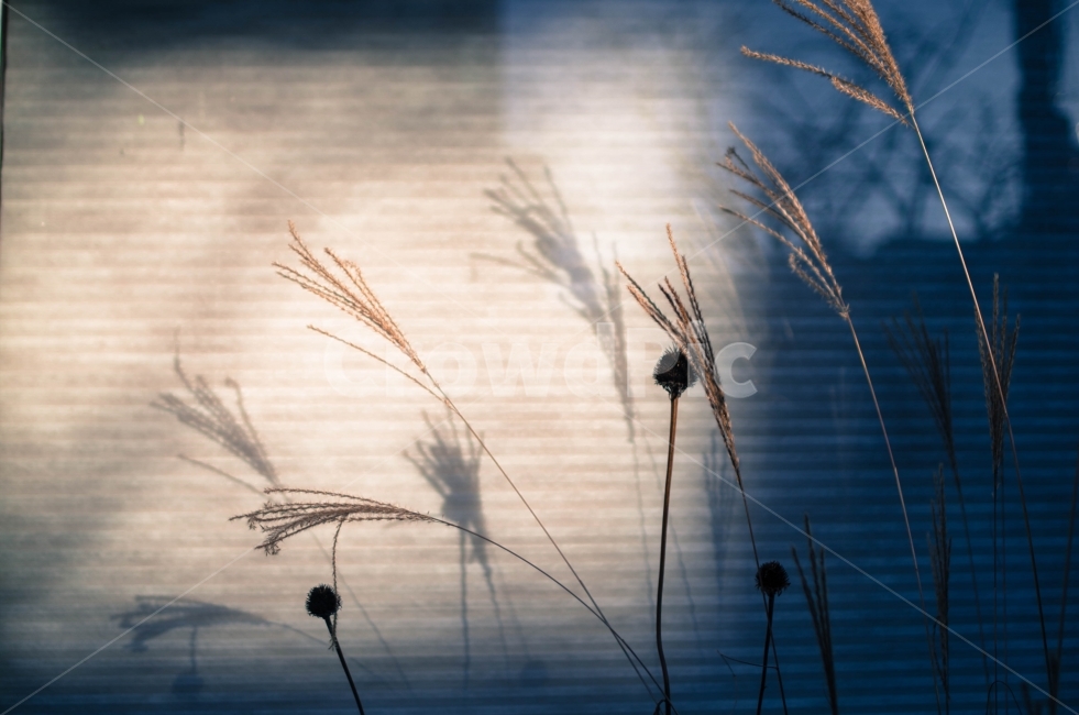 가을,그림자,갈대,감성,여자,가을,계절,fall,autumn,season,식물,자연,plants,nature,감성,sensible,feeling,plant,grass,잔디,lawn,reed