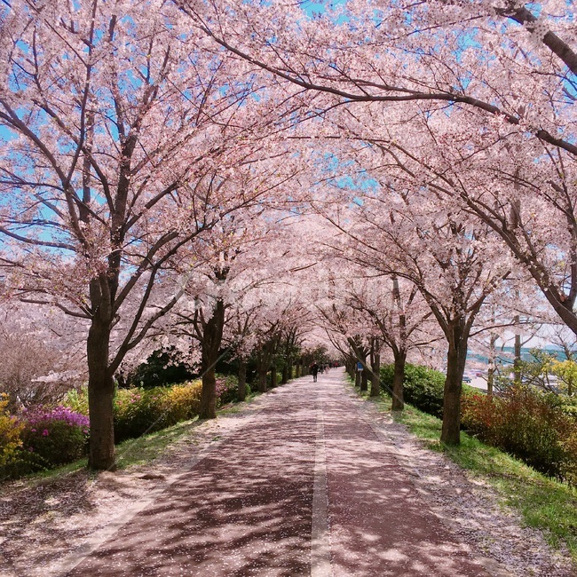봄,봄하늘,벚꽃,꽃,식물,blossom,flower,cherryblossom,식물,자연,plants,nature,꽃,flower
