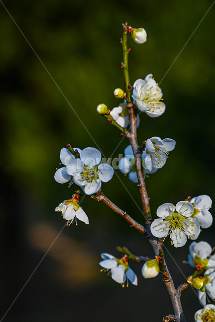 plant,식물,꽃,flower,봄,spring,개화,식물,자연,plants,nature,꽃,flower