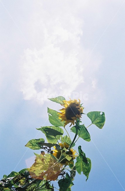 flower,감성,시골,해바라기,글귀배경,켈리그라피배경,바탕화면,배경화면,휴식,자연,natural,식물,꽃,하늘,식물,자연,plants,nature,꽃,flower