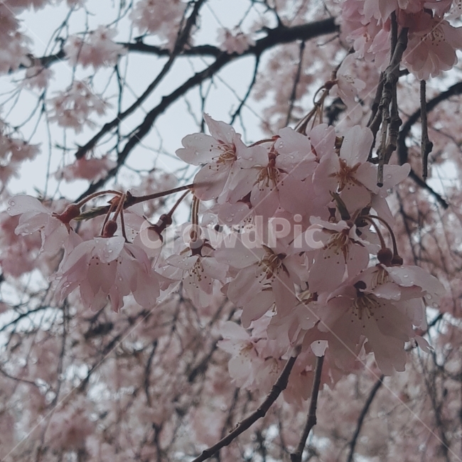 흐림,벚꽃접사,비오는날벚꽃,비오는날,봄꽃,블라썸