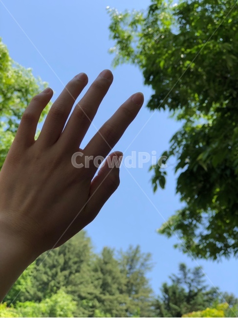 나무,하늘,맑음,날씨,초록색,초록,파란색,하늘색,손,햇빛